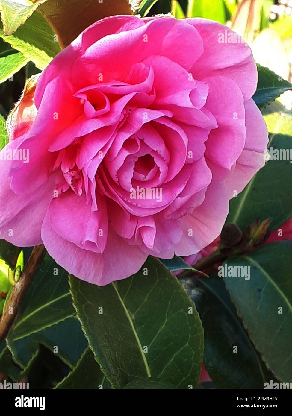 One of the early showy flowers of Spring in Burnley Northern England is the Camellia Japonica or Japanese Rose.It is the state flower of Alabama USA Stock Photo