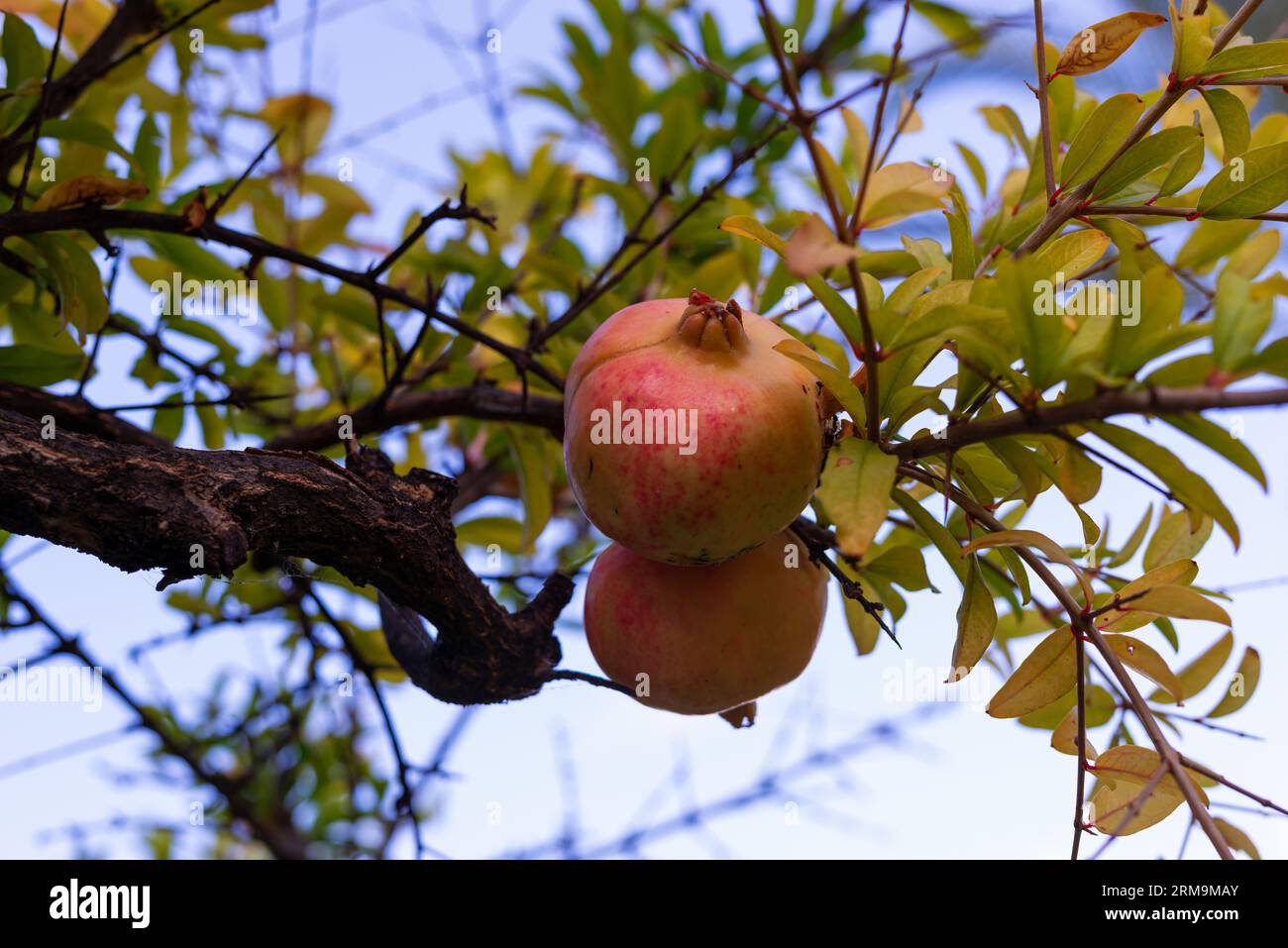 Pome granat fruit on the branch close up selective focus Stock Photo