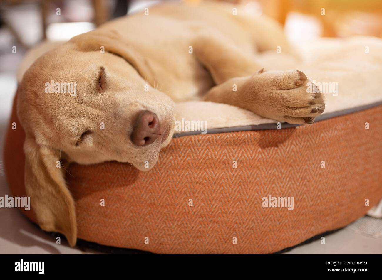 Relaxed lab dog sleep on bed macro close up view Stock Photo
