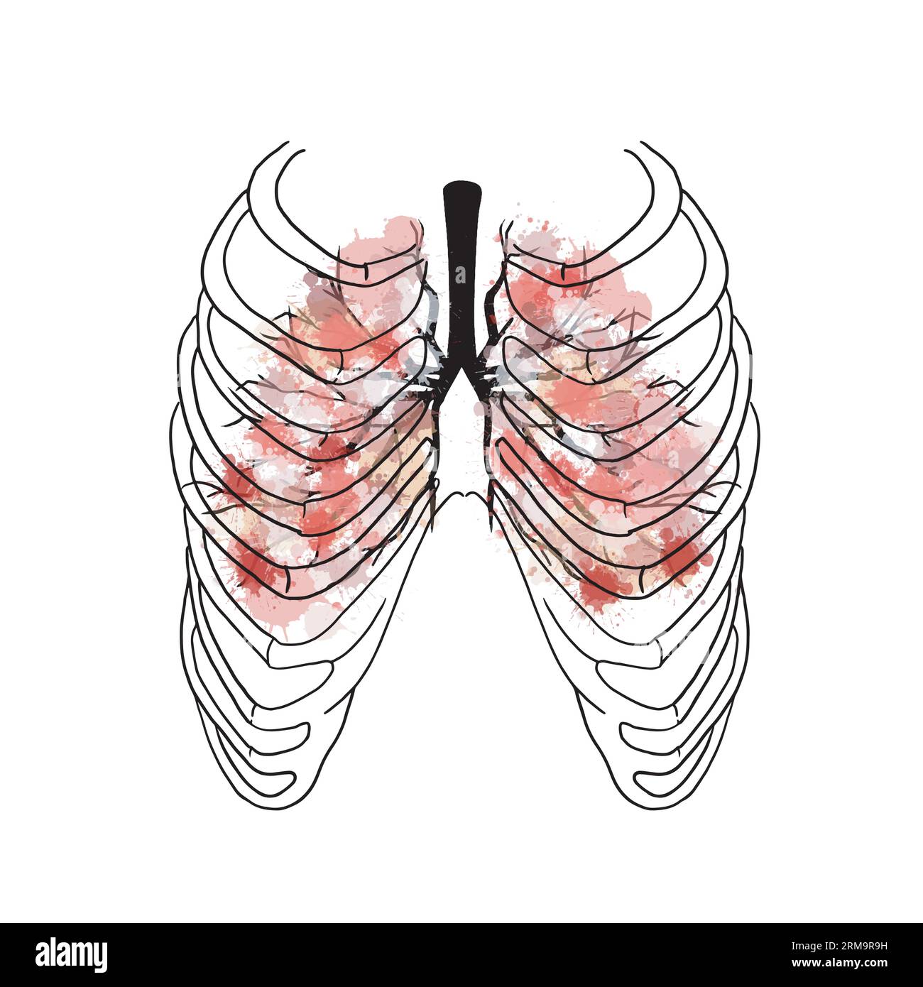 Human body rib cage skeletal system with lungs Stock Vector