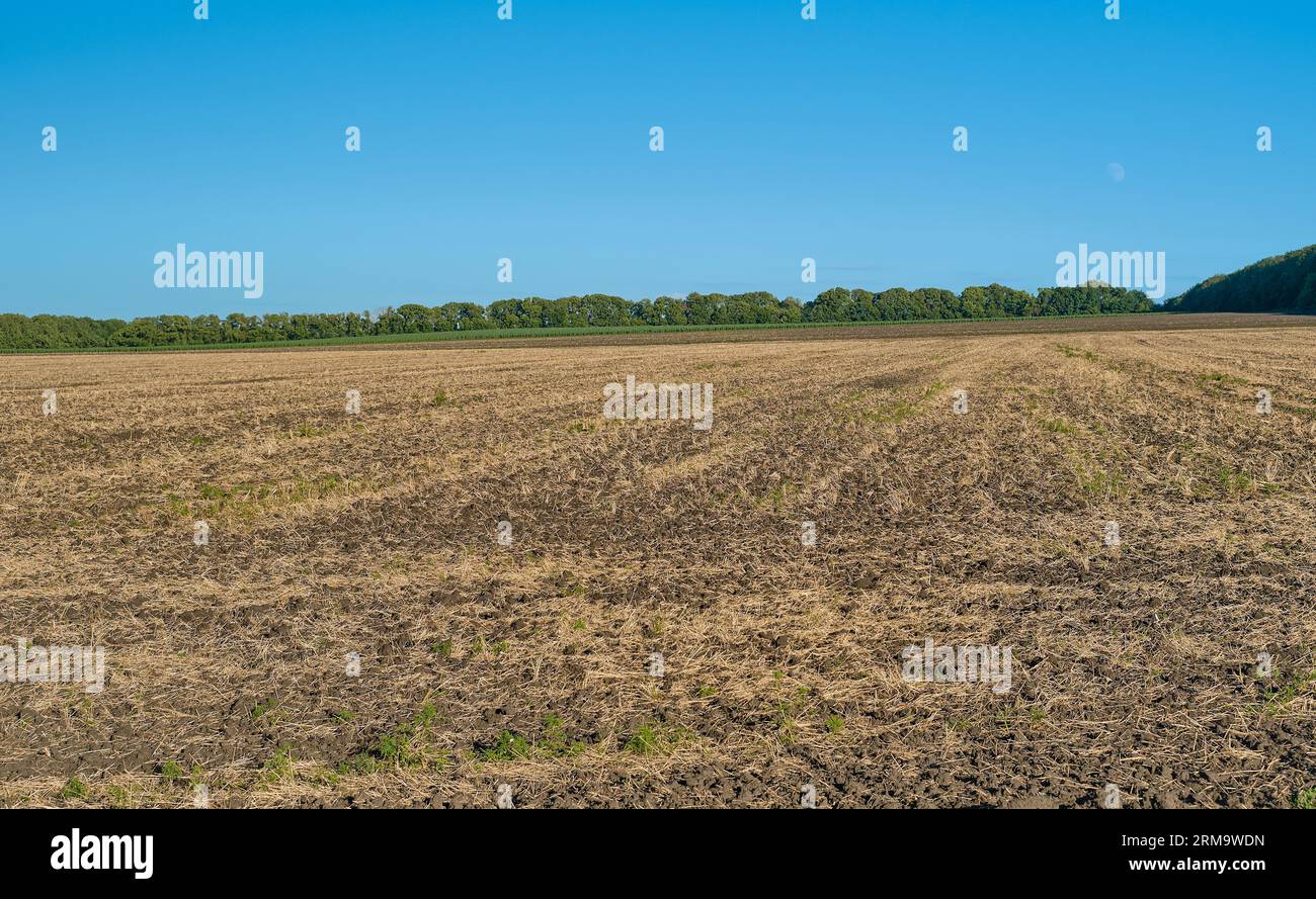 Mowed wheat field, stubble remains on the field, blue bottomless sky, autumn harvest on a farm ecological farm Stock Photo