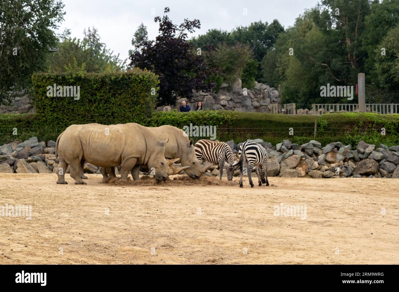 Captive rhinoceroses and zebras feeding in a dusty and sandy enclosure