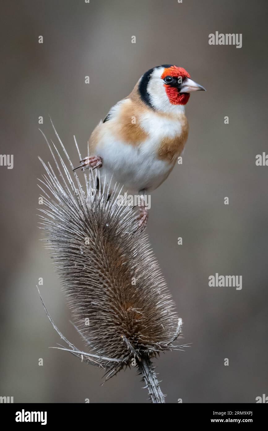 European goldfinch  (Carduelis carduelis) close up. Italy Stock Photo