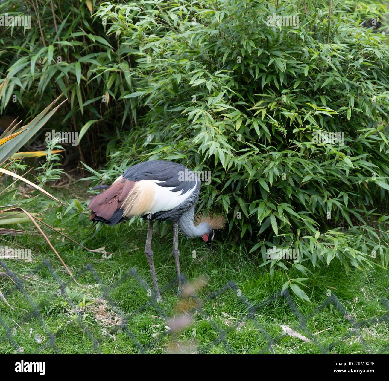African crane (“Balearica Regulorum”) foraging in a bush looking for