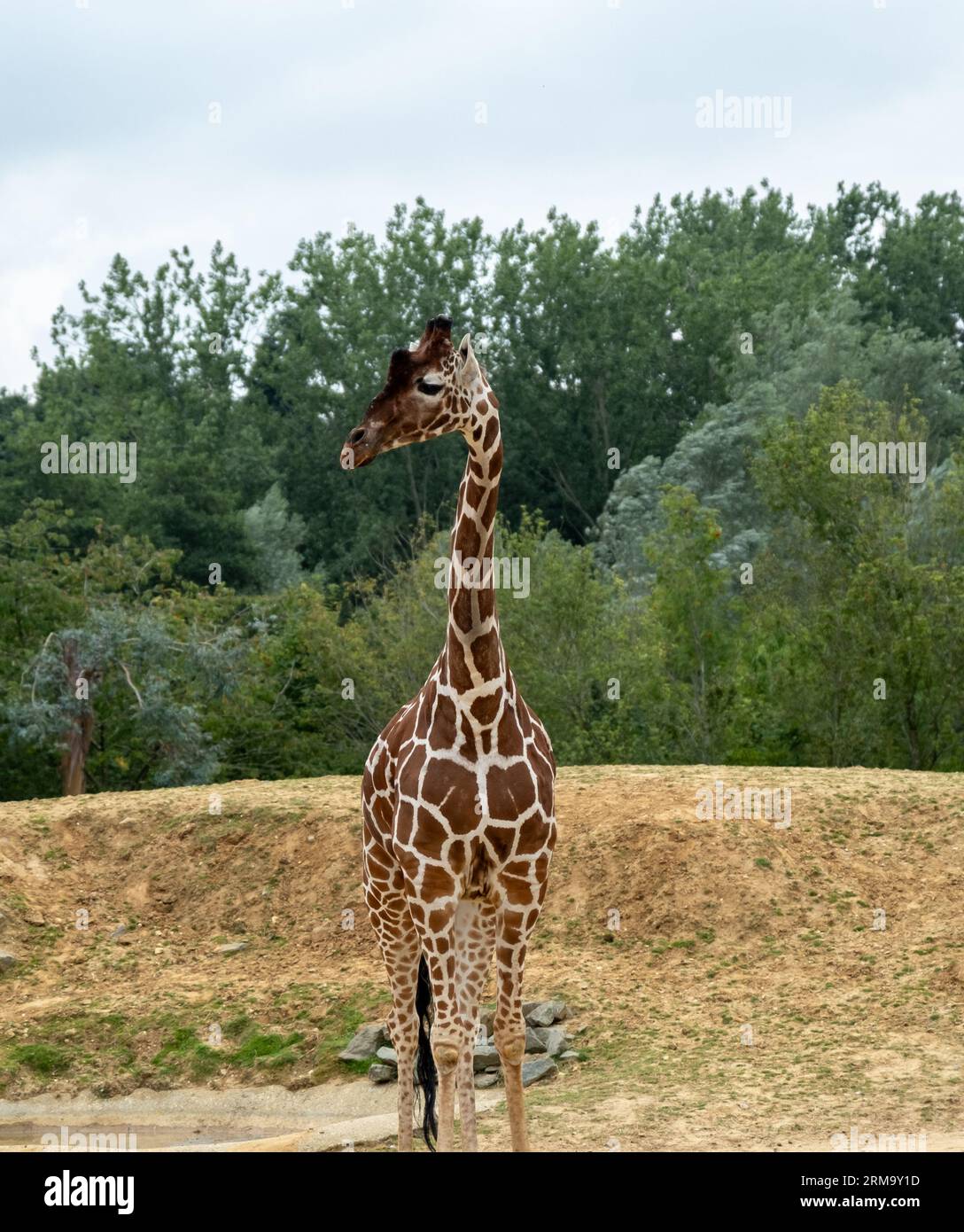 Captive giraffe (“Giraffa”) in an enclosure in Colchester zoo Stock