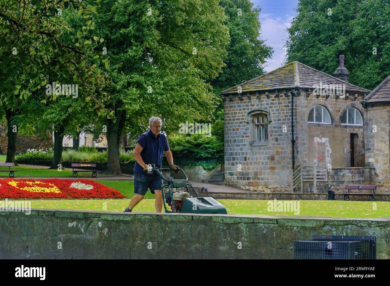 Trees and buildings in the background as a senior gardener cuts grass with a lawnmower,Knaresborough,North Yorkshire,UK. Stock Photo