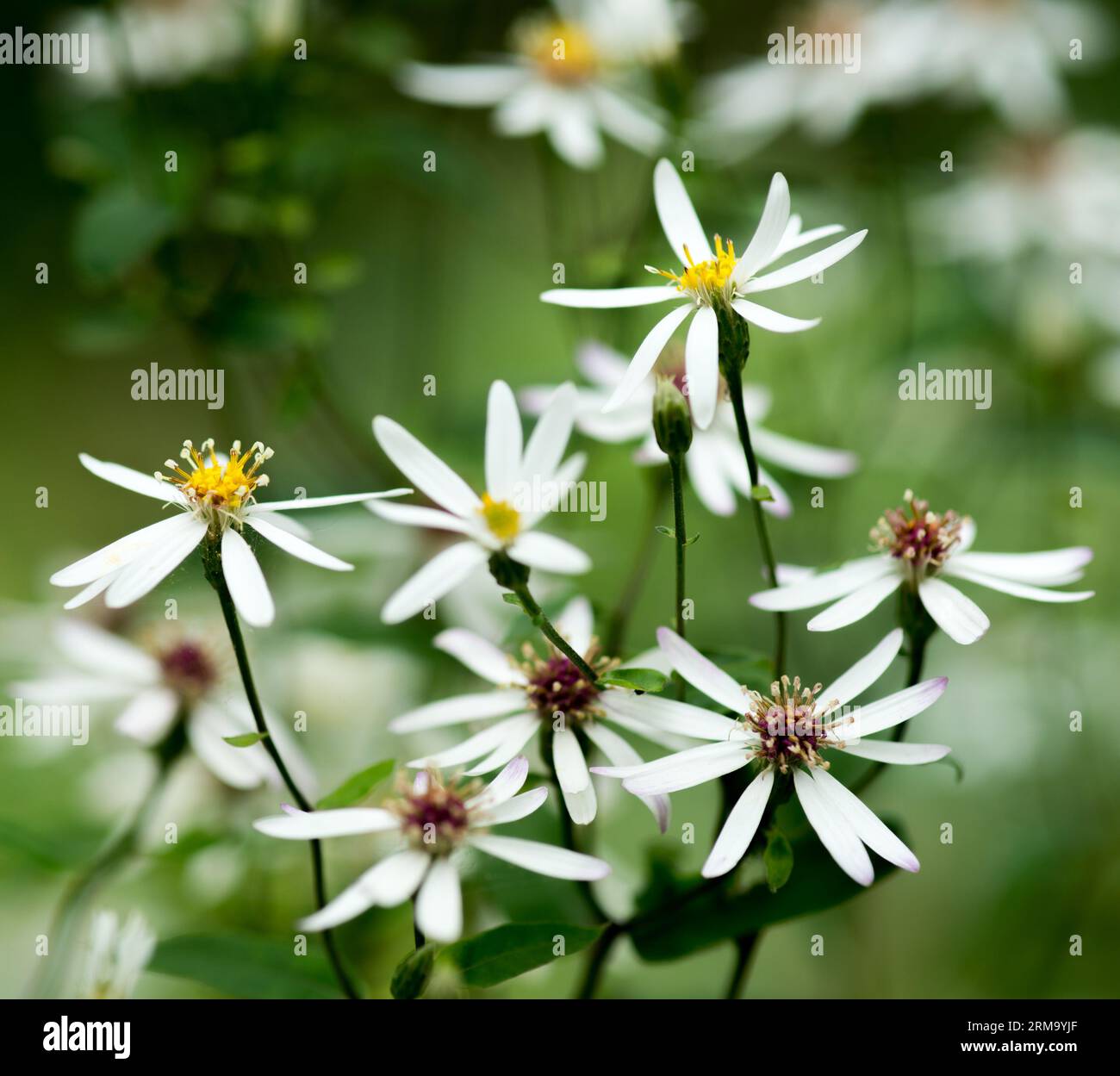 An upright, bushy perennial to 90cm with heartshaped basal leaves