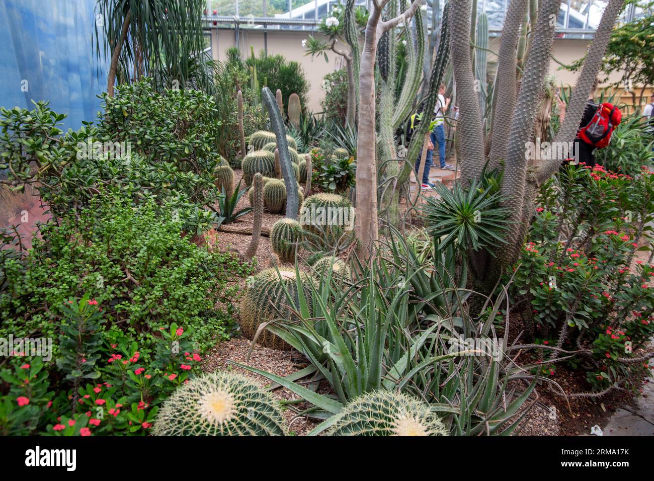 BUGA (Federal Horticultural Show) Mannheim 2023: Cactus House in the Luisenpark Plant Show House Stock Photo