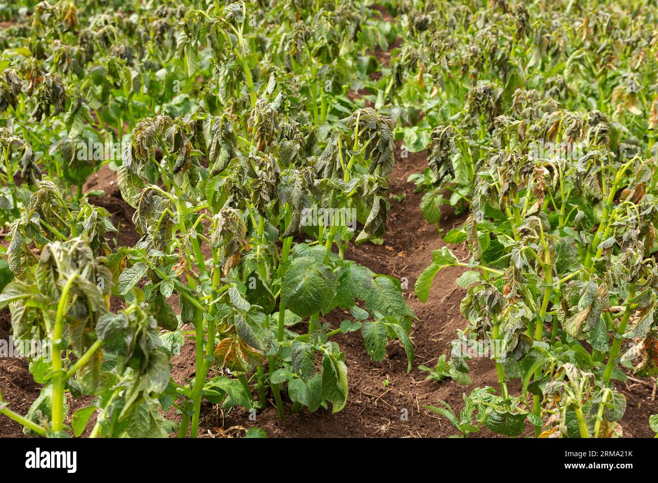 Potato plants damaged by the frost. Potato plants showing signs of