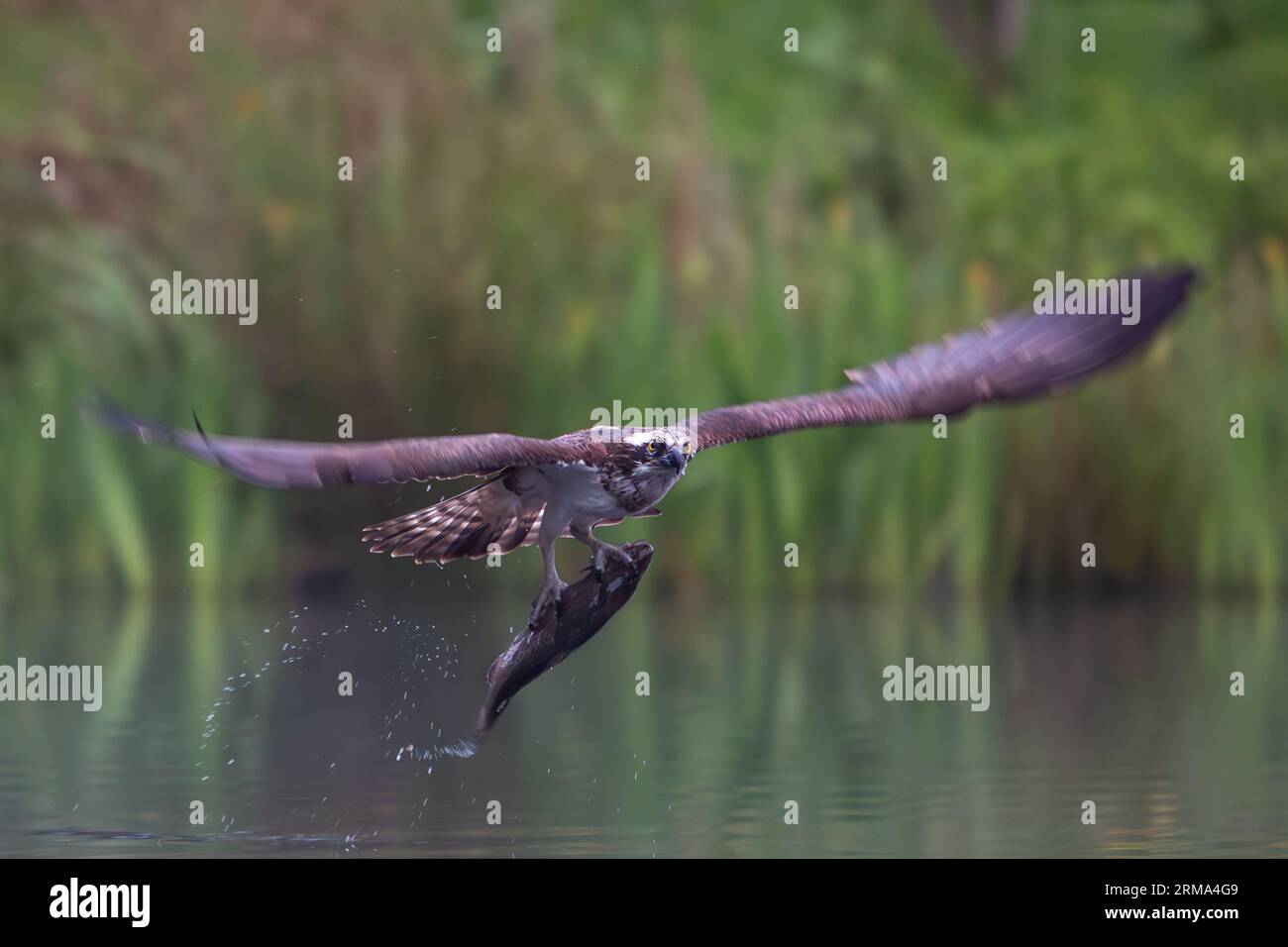 osprey (Pandion haliaetus) in flight Stock Photo