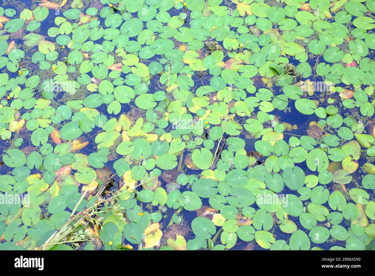 Water-lily pads on still canal water. Grand Western Canal, Sampford Peverell, Tiverton Devon UK Stock Photo