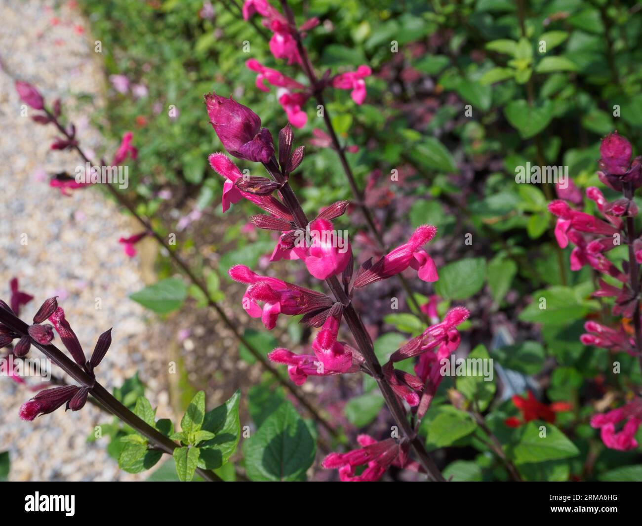 Salvia ' Mulberry Jam' Stock Photo