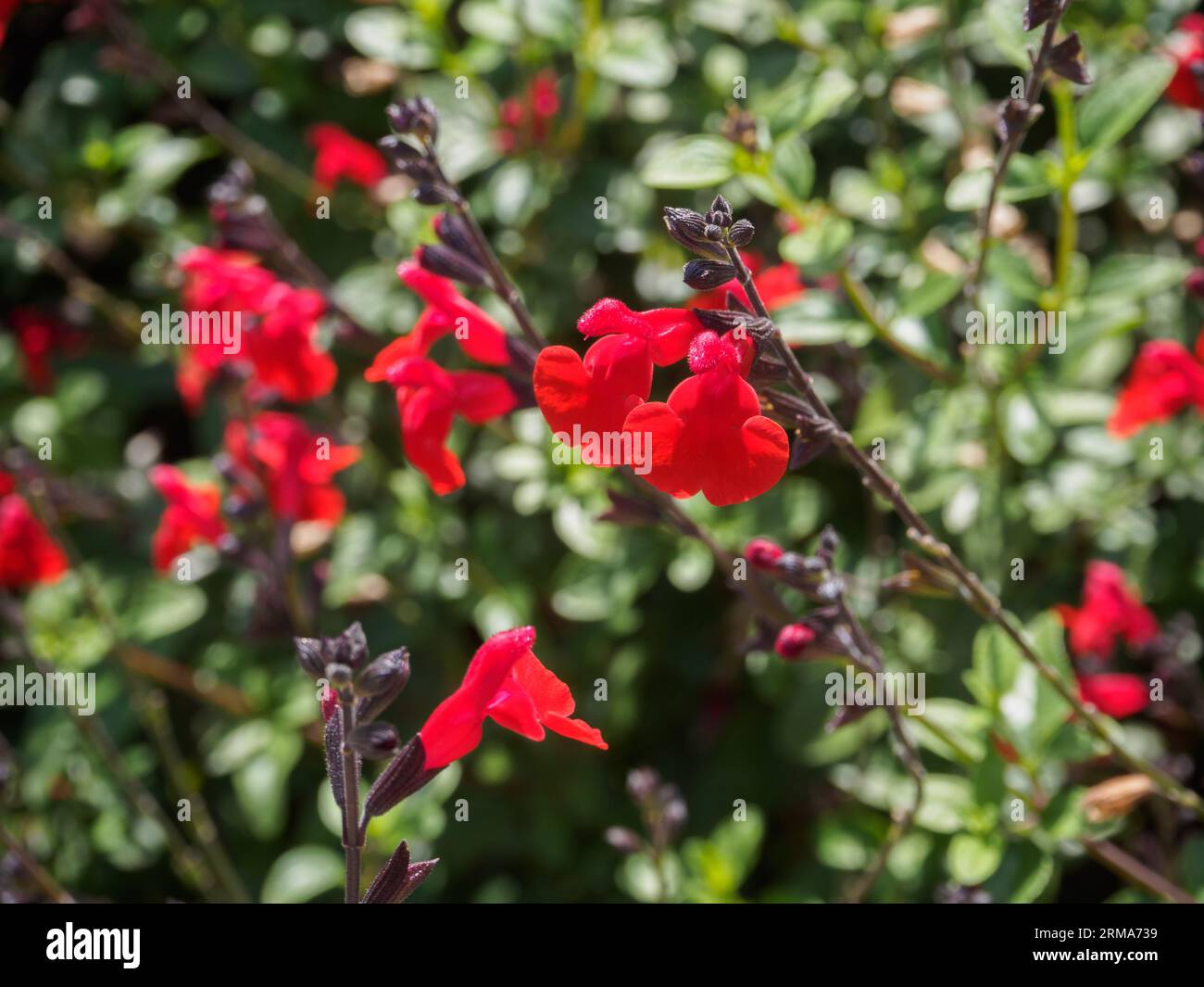 Salvia 'Royal Bumble' Stock Photo