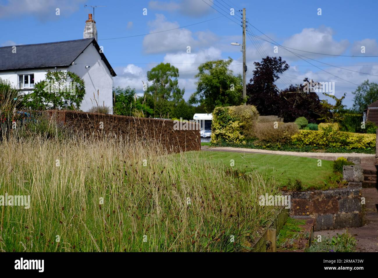 One neighbour embraces no mow may and leaves lawn to grow tall and wild. Stock Photo