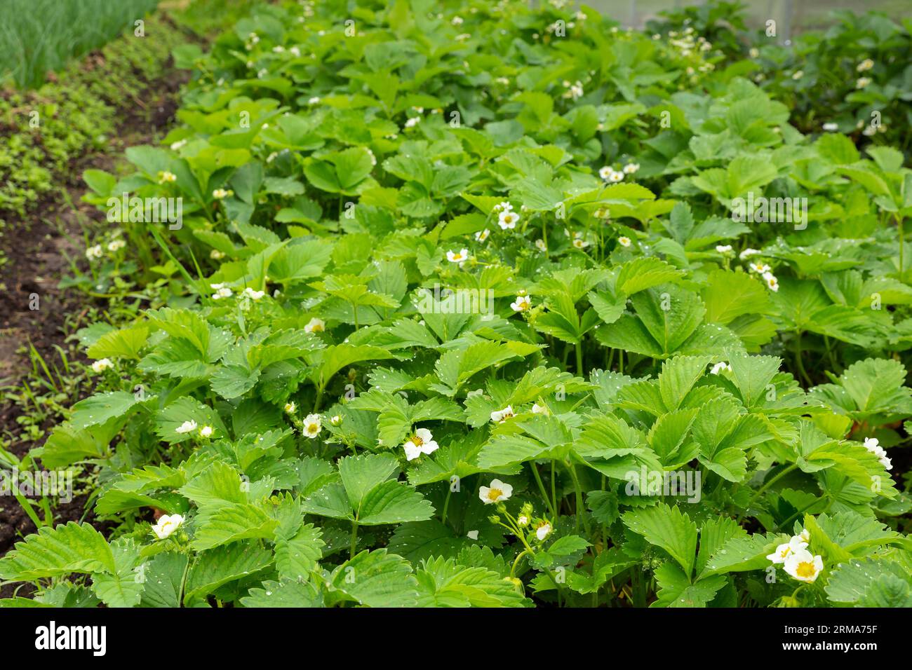 Strawberry plant in the garden with white flowers and green leaves ...