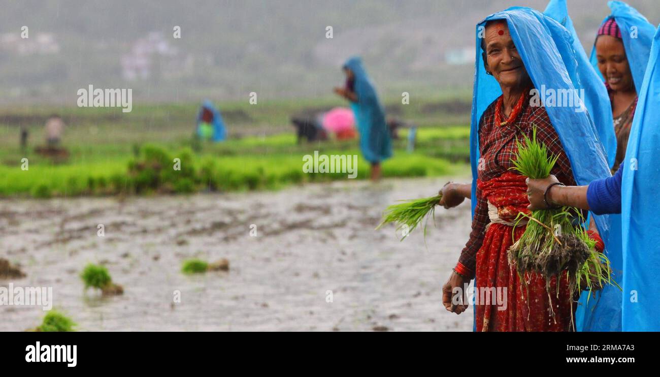 Nepal kathmandu agricltue rice hi-res stock photography and images - Alamy