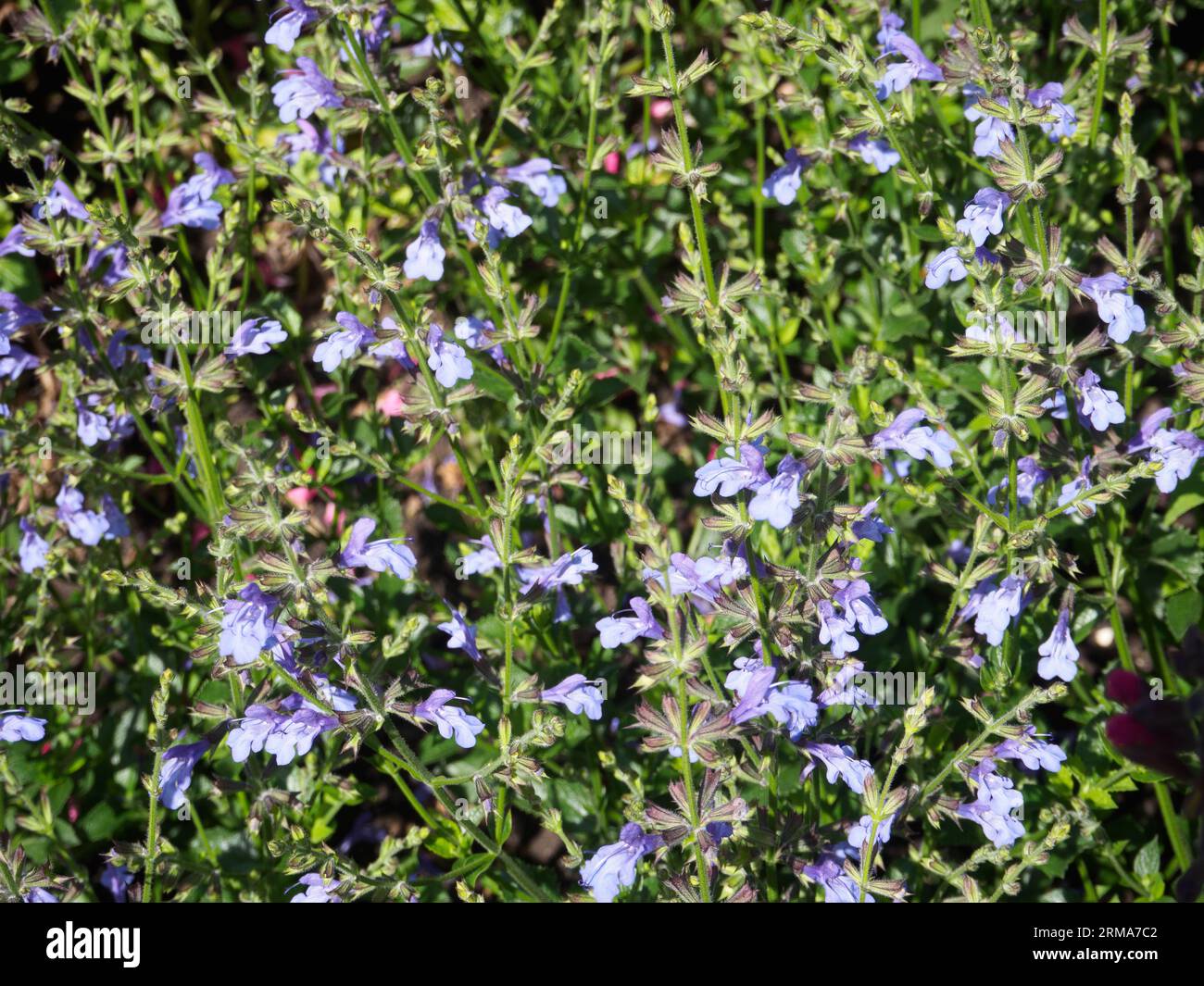 Salvia 'African Sky' Stock Photo