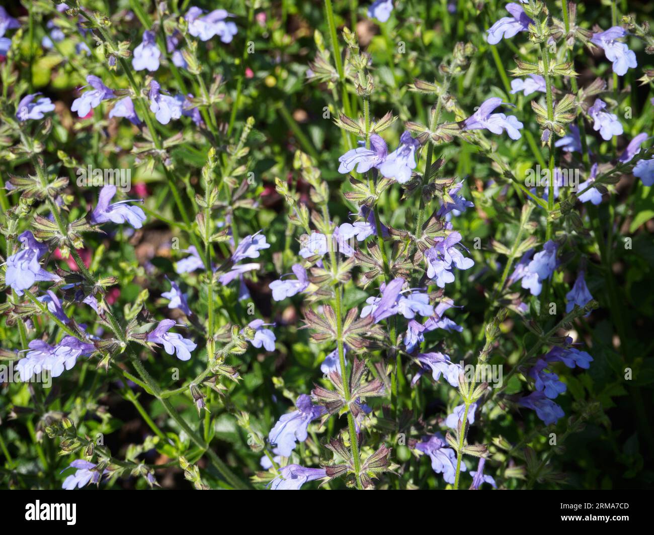 Salvia 'African Sky' Stock Photo