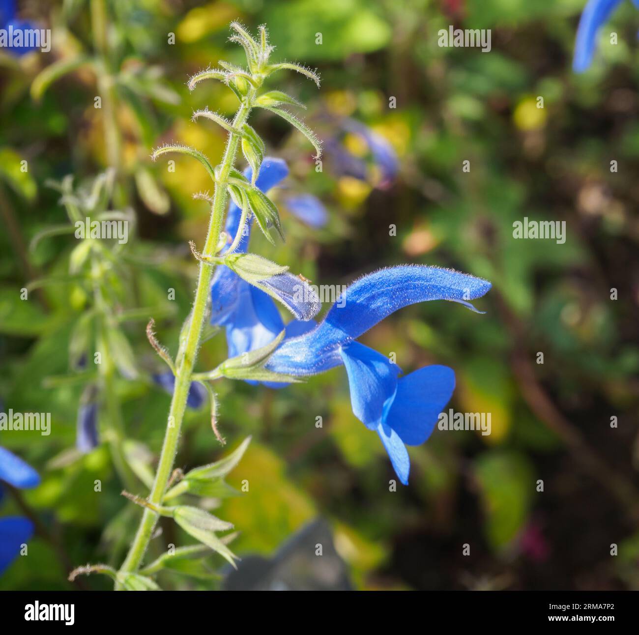 Salvia patens 'Blue Angel' Stock Photo