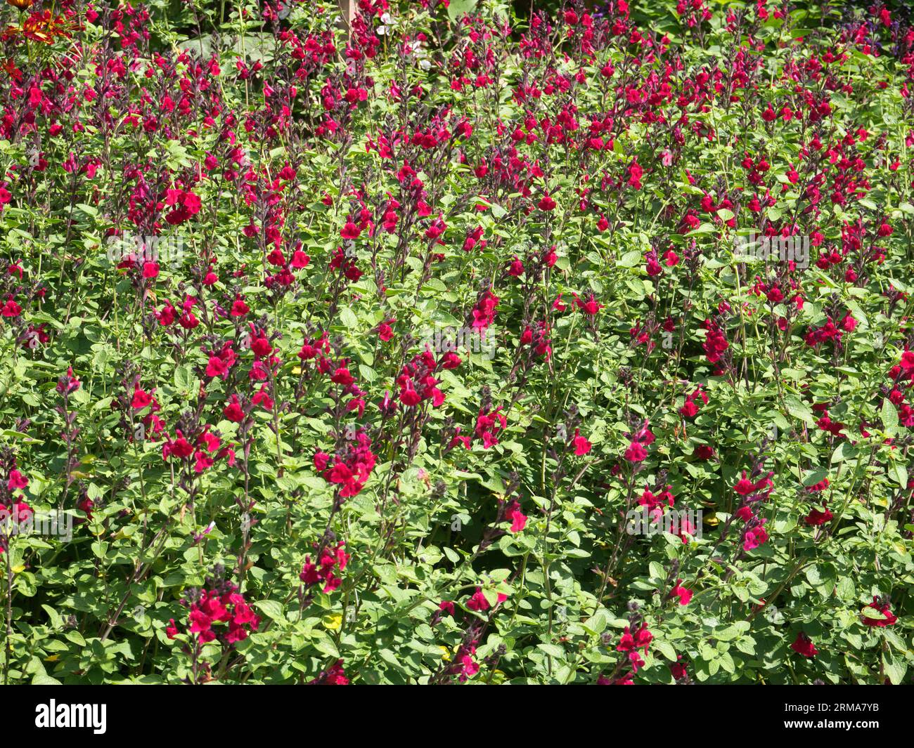 Salvia Dyson's Crimson Stock Photo
