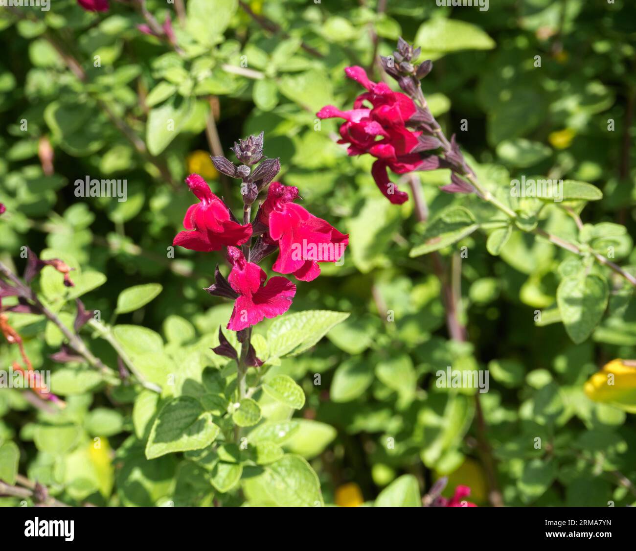 Salvia Dyson's Crimson Stock Photo