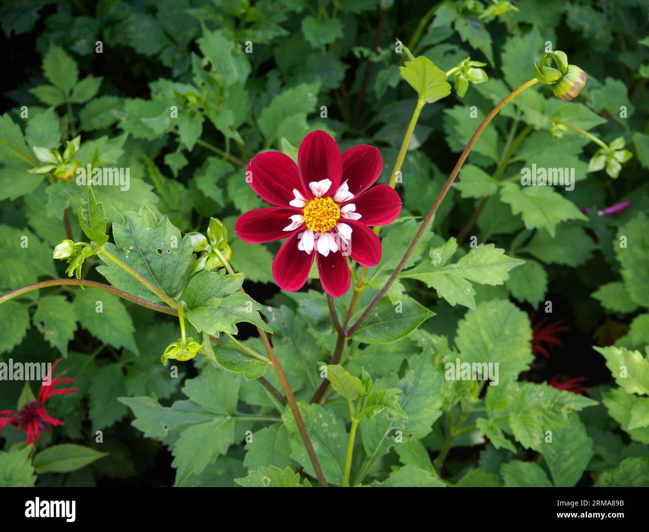 Dahlia &lsquo;Mary Evelyn&rsquo; Stock Photo - Alamy