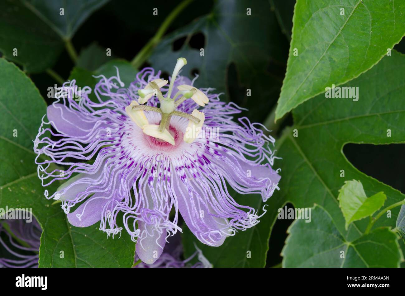 Purple Passionflower, Passiflora incarnata Stock Photo