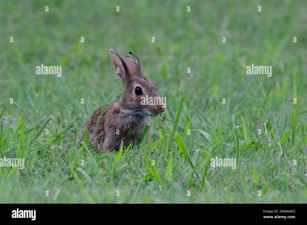 Eastern Cottontail, Sylvilagus floridanus, foraging, with injured ear Stock Photo