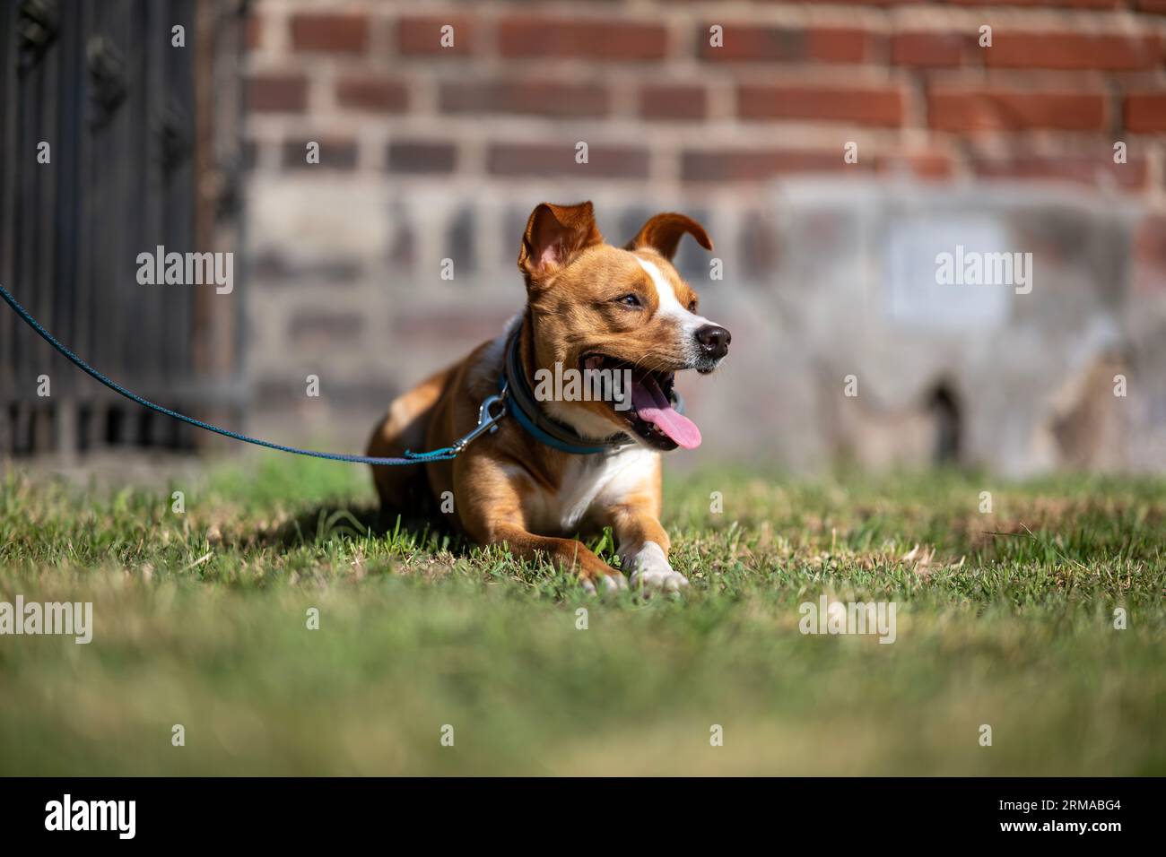 Light brown and white dog on a leash with an open mouth and its tongue sticking out looking to the side Stock Photo