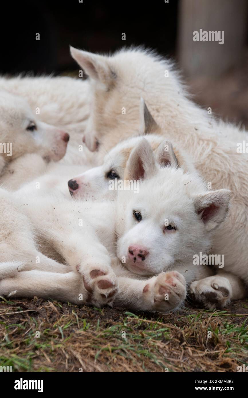 Northwestern Greenland, Thule Bay, Siroapaluk. The northernmost community in Greenland with a population of only 45 people. Typical Greenland sled dog Stock Photo