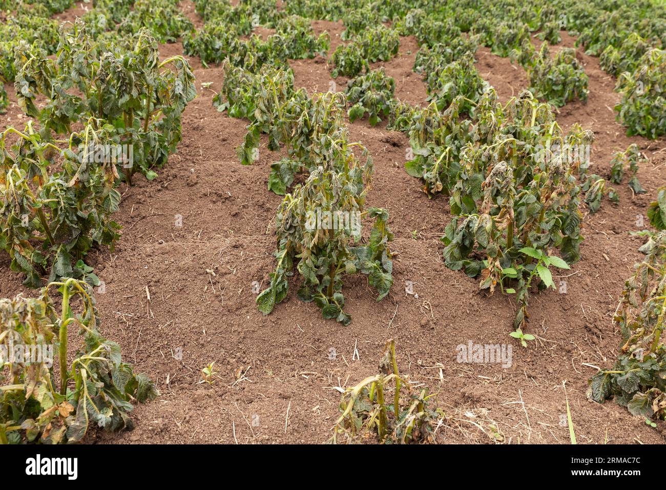 Potato plants damaged by the frost. Potato plants showing signs of