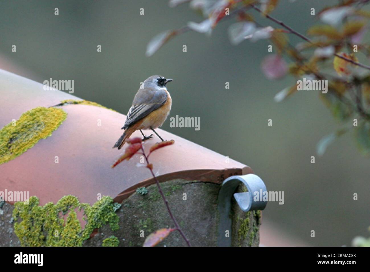 Redstart Migration Common Redstart (Phoenicurus phoenicurus) adult male standing on roof ...