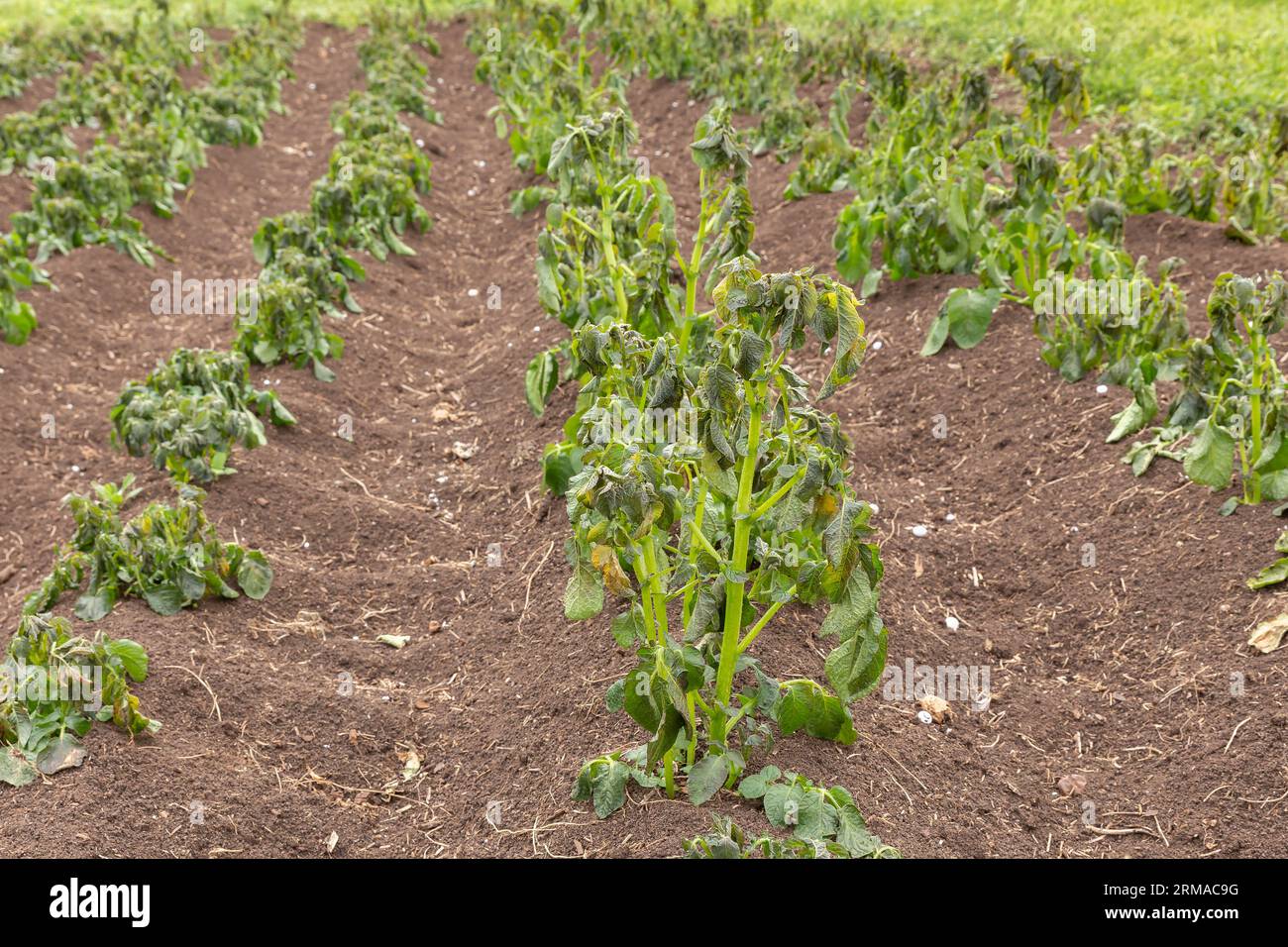 Potato plants damaged by the frost. Potato plants showing signs of