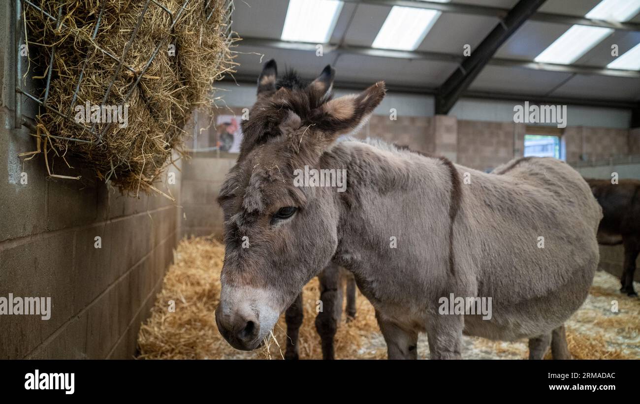 donkey Sweet donkey eating.donkey in the barn Stock Photo Alamy