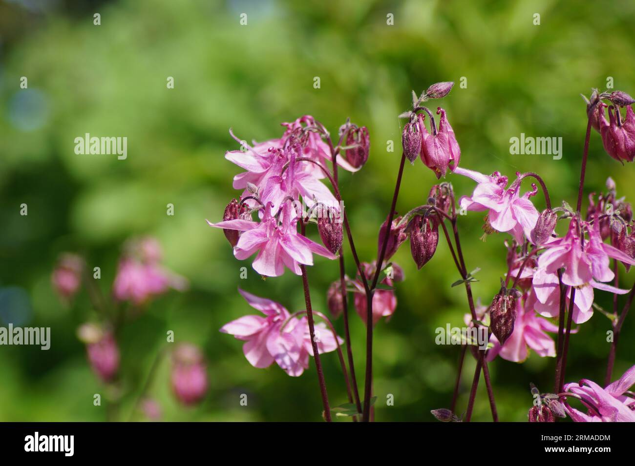 macro photo of pink columbine flowers Stock Photo
