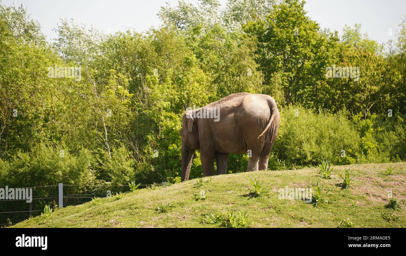 elephant eats grass. elephant eating grass in the jungle at the zoo ...