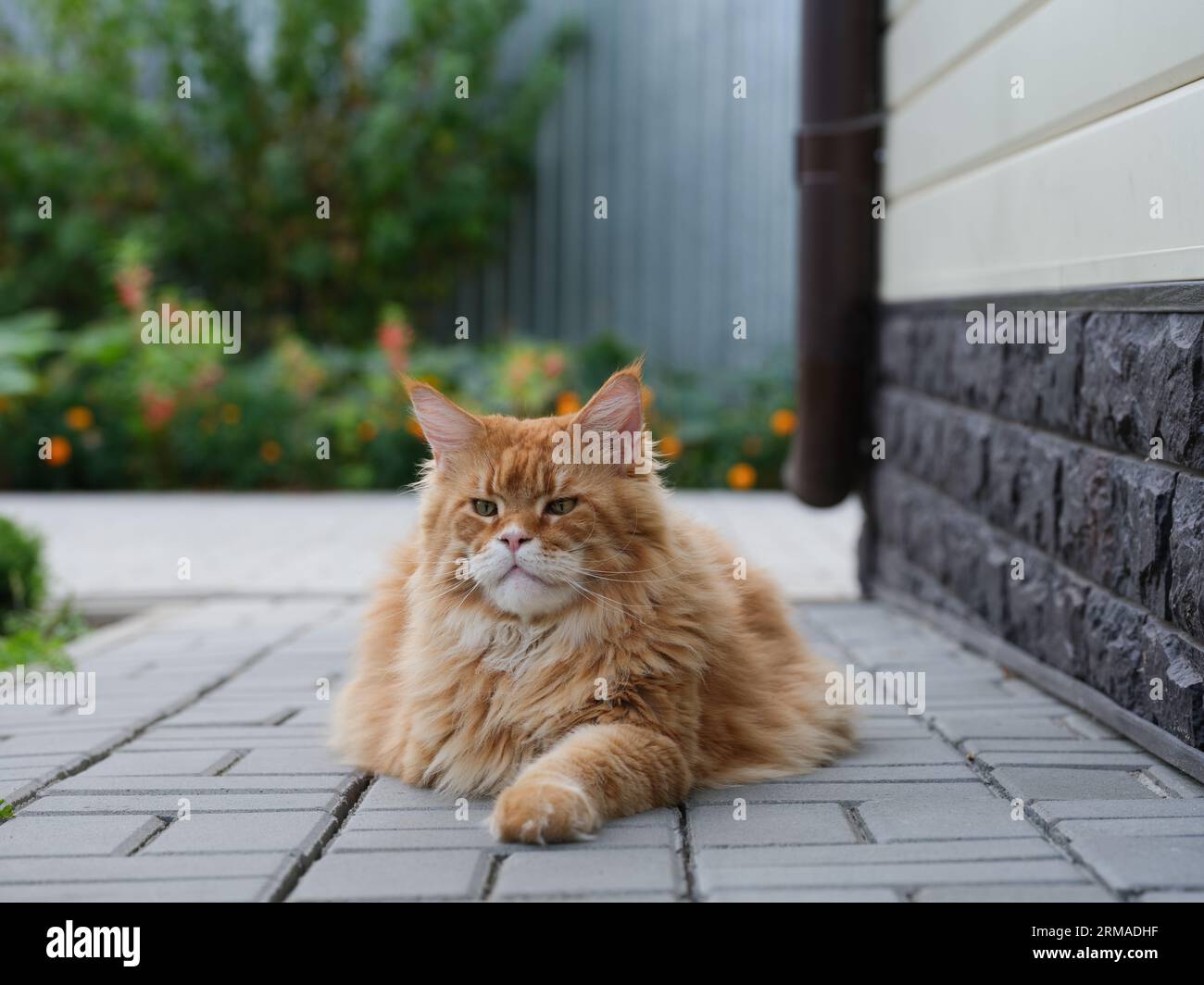 A red Maine Coon cat sitting on tiles in a garden. Close up. Stock Photo