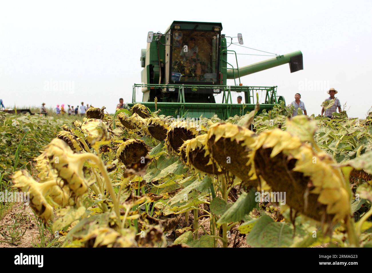 (140708) -- BINZHOU, July 8, 2014 (Xinhua) -- Farmers harvest oil sunflower in Shejia Town of Wudi County in Binzhou, east China s Shandong Province, July 8, 2014. It was the first try to plant oil sunflower in the soil with higher salt-alkali content along the bank of the Bohai Sea. (Xinhua/Chu Baorui) (hpj) CHINA-SHANDONG-OIL SUNFLOWER-HARVEST(CN) PUBLICATIONxNOTxINxCHN   Binzhou July 8 2014 XINHUA Farmers Harvest Oil Sunflower in  Town of Wudi County in Binzhou East China S Shan Dong Province July 8 2014 IT what The First Try to plant Oil Sunflower in The Soil With Higher Salt Alkali Conten Stock Photo