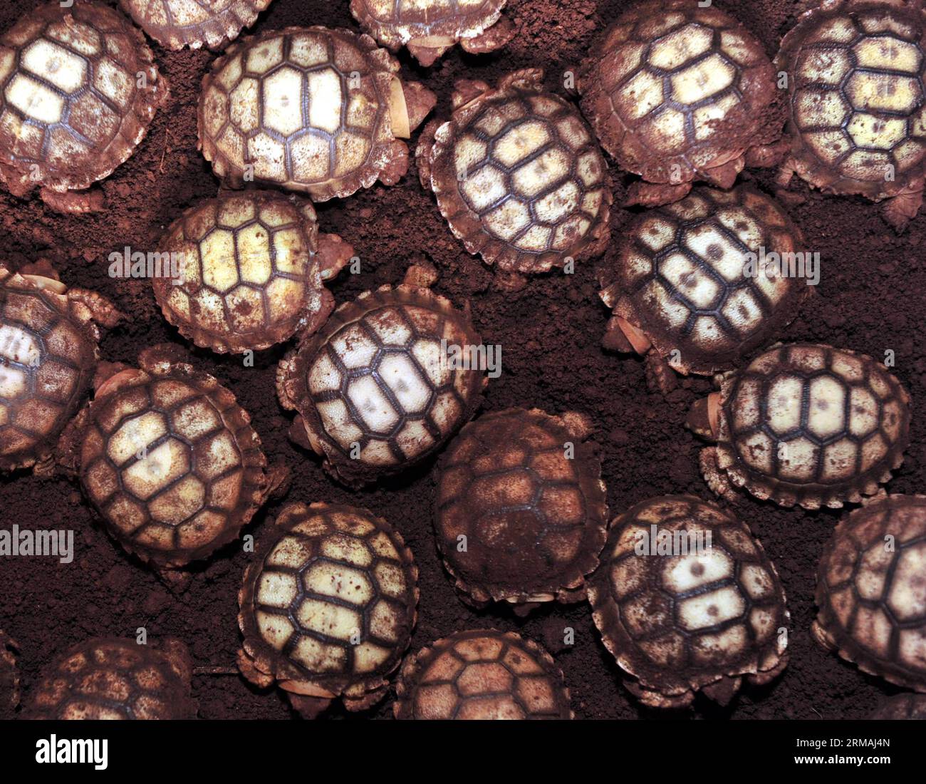 Sulcata tortoise (Centrochelys sulcata) hatchlings are seen at a cultivation center in Wenchang, south China s Hainan Province, July 11, 2014. An adult Sulcata tortoise (Centrochelys sulcata) is seen at a cultivation center in Wenchang, south China s Hainan Province, July 11, 2014. A chelonian cultivation center in Wenchang has succeeded in hatching over 1,000 Sulcata tortoises. The new hatchlings were given birth to by adults imported from Africa. The sulcata tortoise, which originally lives near the seashores on the southwestern edge of the Sahara desert, is an endangered species on the IUCN Stock Photo