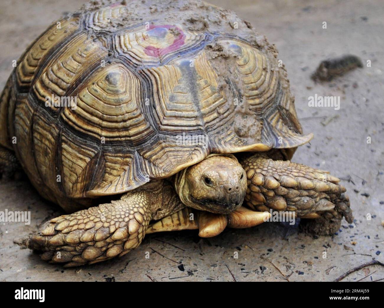 An adult Sulcata tortoise (Centrochelys sulcata) is seen at a cultivation center in Wenchang, south China s Hainan Province, July 11, 2014. A chelonian cultivation center in Wenchang has succeeded in hatching over 1,000 Sulcata tortoises. The new hatchlings were given birth to by adults imported from Africa. The sulcata tortoise, which originally lives near the seashores on the southwestern edge of the Sahara desert, is an endangered species on the IUCN Red List. (Xinhua/Jiang Enyu) (lmm) CHINA-HAINAN-SULCATA TORTOISE-ENDANGERED SPECIES-BREEDING (CN) PUBLICATIONxNOTxINxCHN   to Adult sulcata T Stock Photo