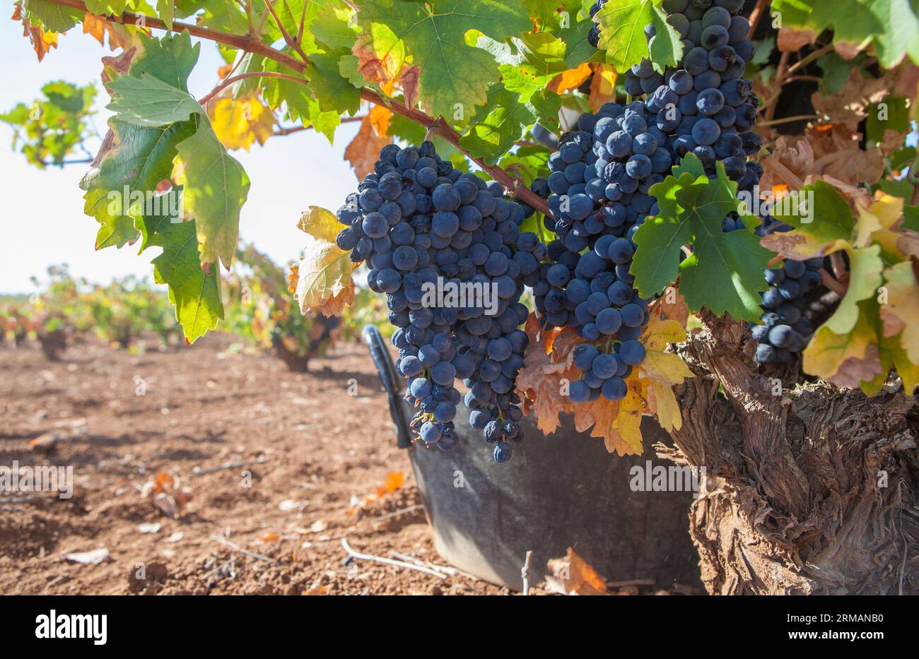 Harvesting bucket close to vine. Grape harvest season scene Stock Photo Alamy