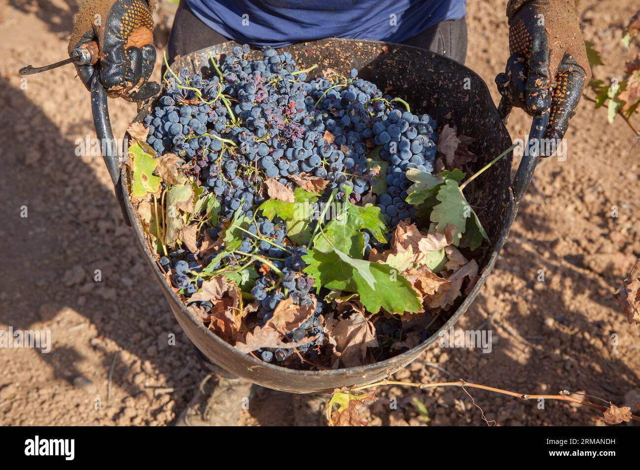 Grape picker holds bucket full of red bunches. Grape harvest season scene Stock Photo