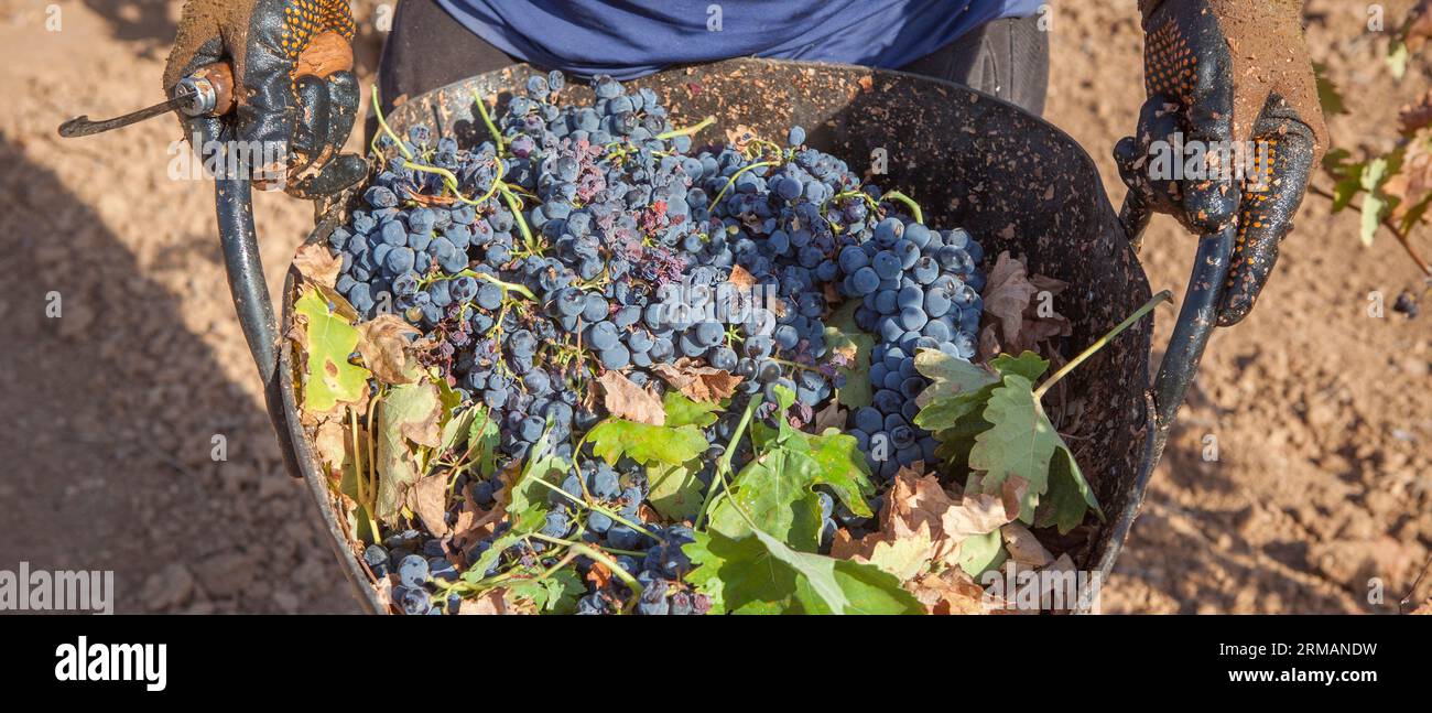 Grape picker holds bucket full of red bunches. Grape harvest season scene Stock Photo