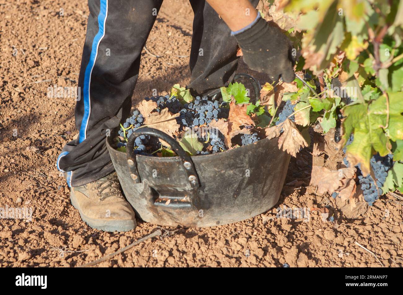 Grape picker working with harvesting bucket on the ground. Grape harvest season scene Stock Photo