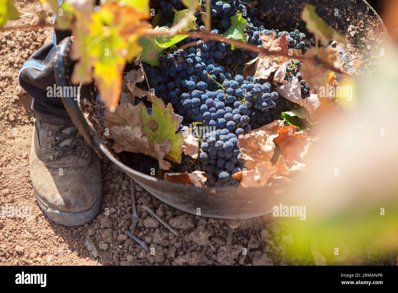 Grape picker working with harvesting bucket on the ground. Grape harvest season scene Stock Photo