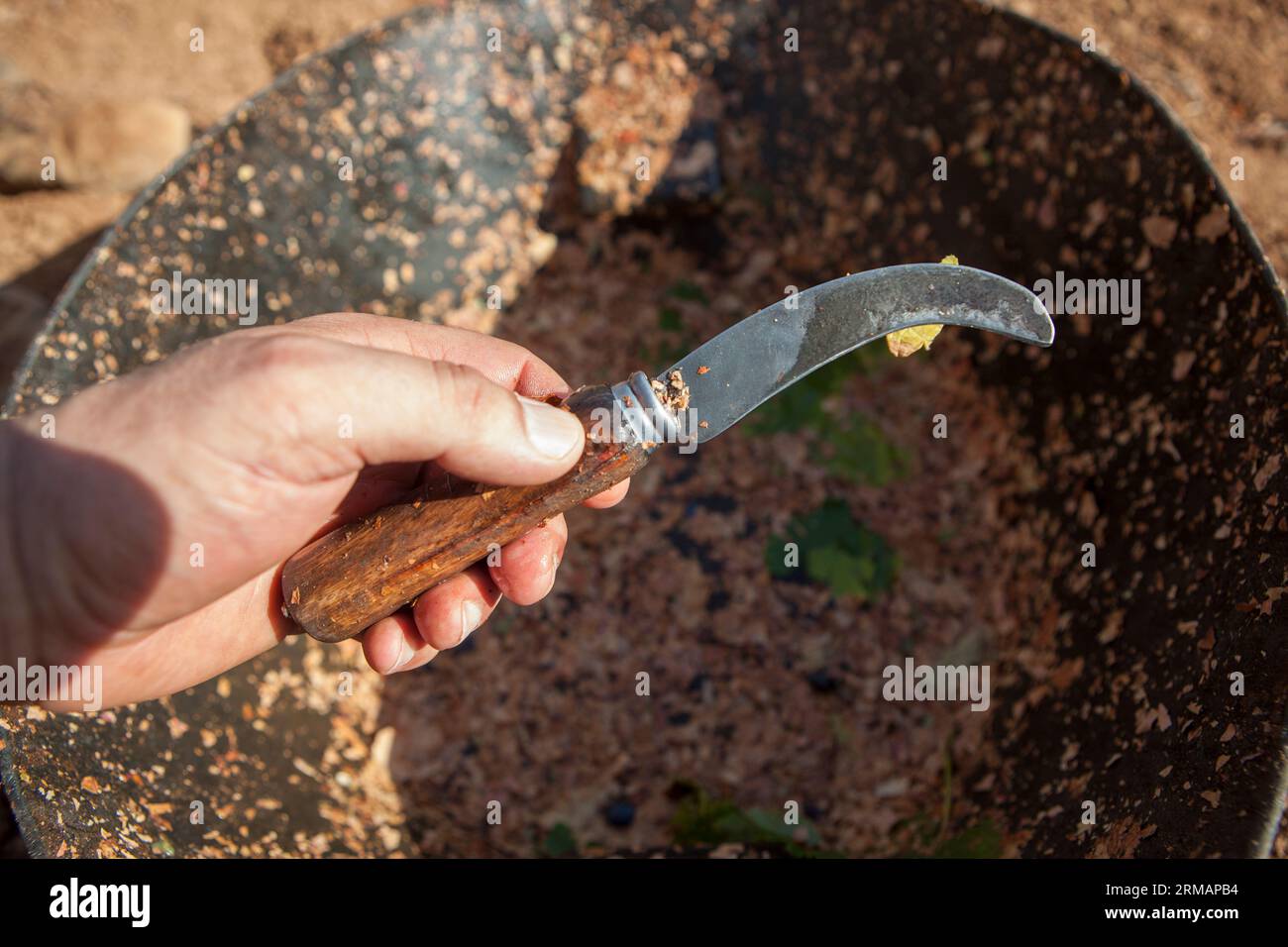 Grape picker holds special curved knife for harvesting and grafting. Empty harvesting bucket at bottom Stock Photo