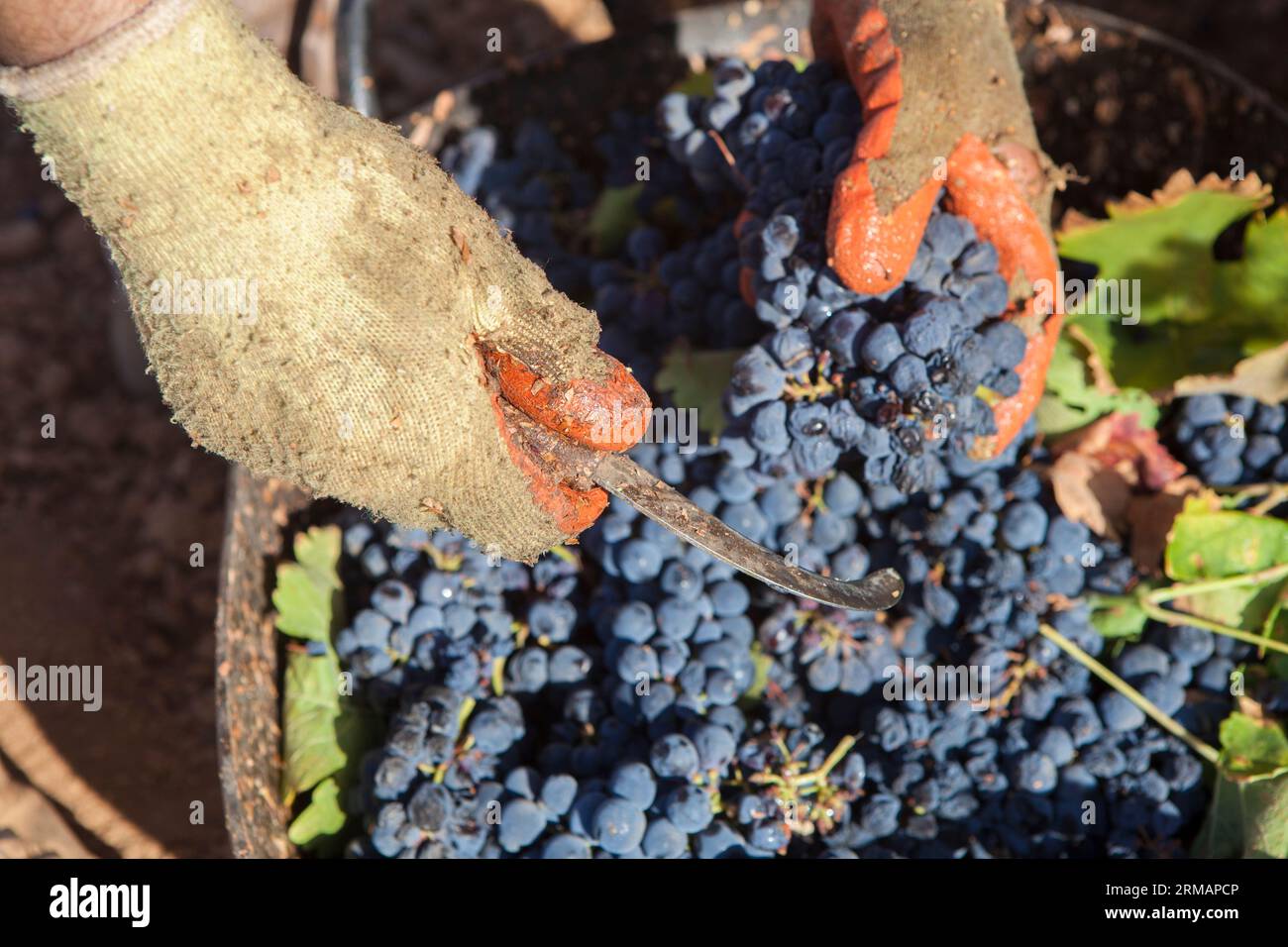 Grape picker working with curved knife and gloves. Grape harvest season scene Stock Photo
