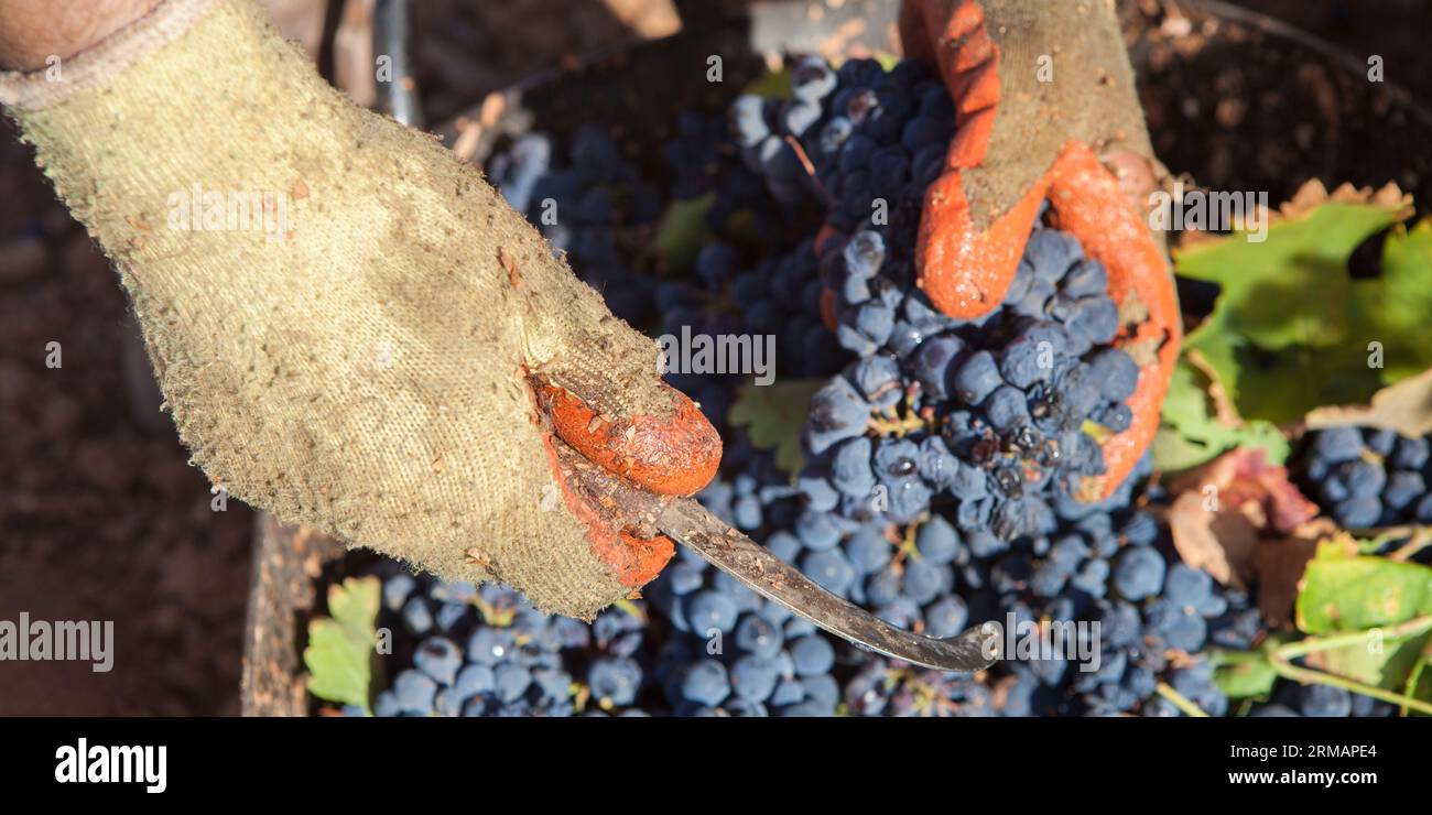 Grape picker working with curved knife and gloves. Grape harvest season scene Stock Photo