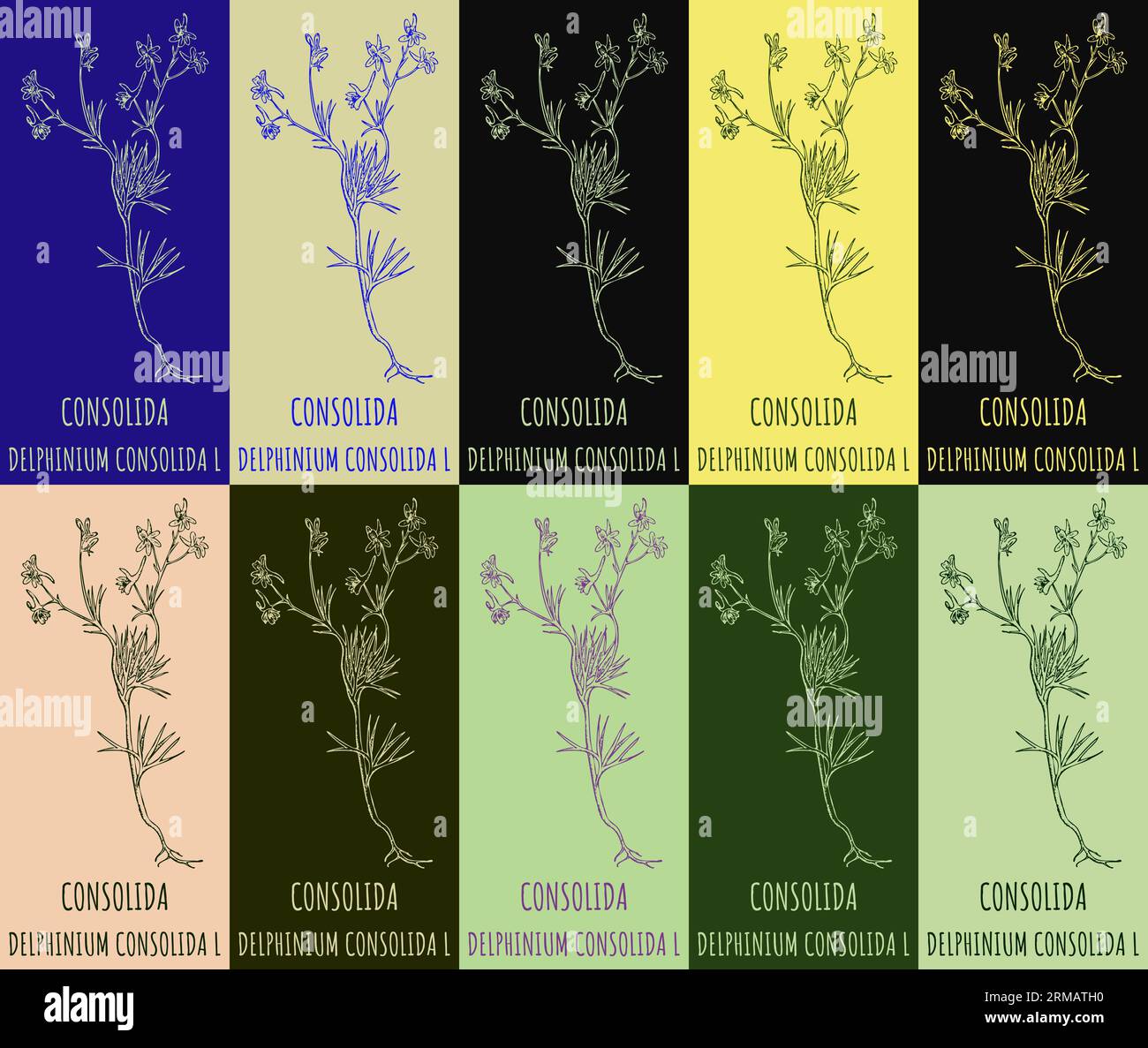 Set of vector drawing CONSOLIDA in various colors. Hand drawn illustration. The Latin name is DELPHINIUM CONSOLIDA L. Stock Photo