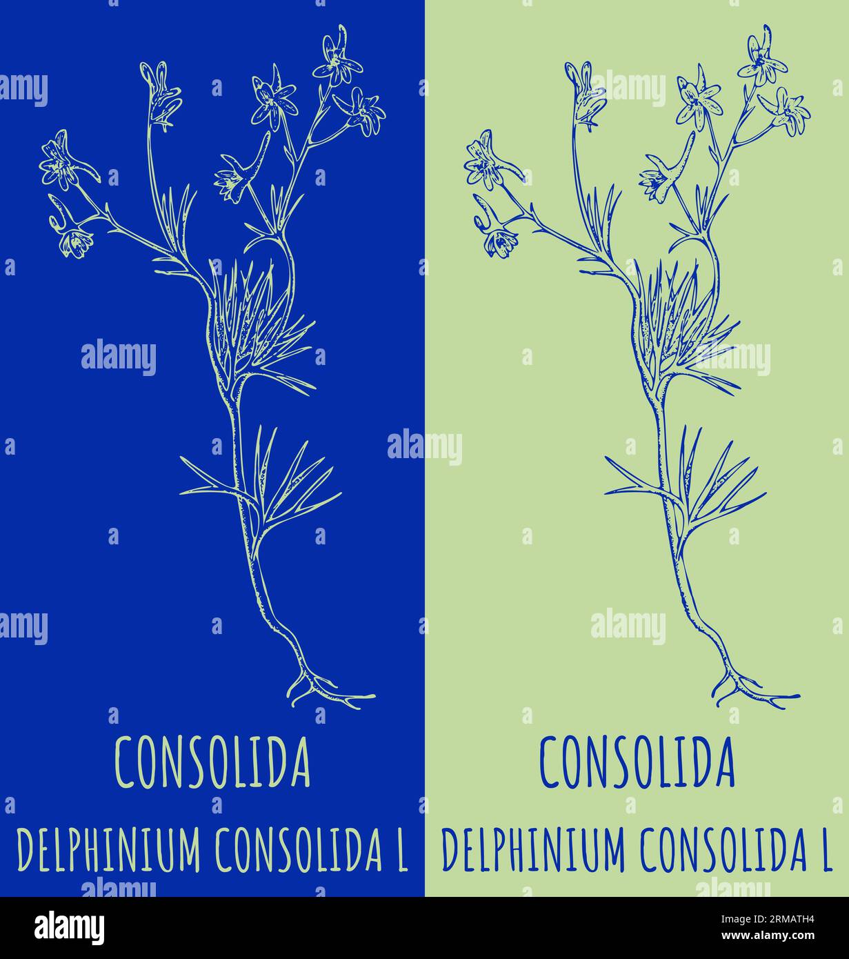 Vector drawing CONSOLIDA. Hand drawn illustration. The Latin name is DELPHINIUM CONSOLIDA L. Stock Photo